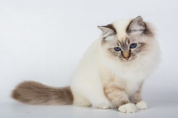 Sacred Birman Cat, birma isolated on a white background, studio photo