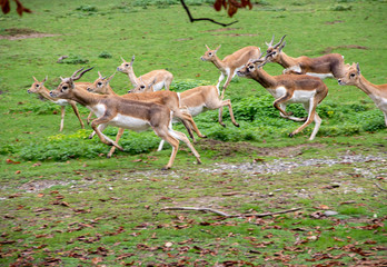 a herd of jumping blackbuck, latin antelope cervicapra