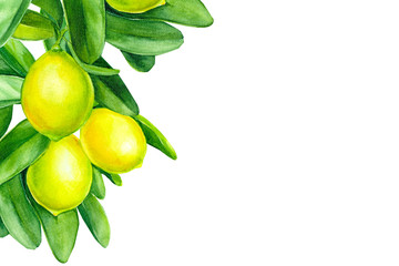 greeting card with place for text, invitation, watercolor illustration, lemons on a branch