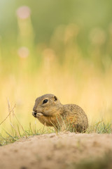 Cute ground squirrel in the natural environment, wildlife, natural habitat, Europe, Spermophilus citellus, close up
