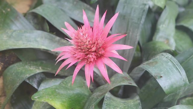 crinitum pink tropical flowers