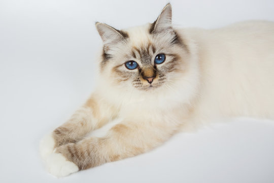 Sacred Birman Cat, birma isolated on a white background, studio photo