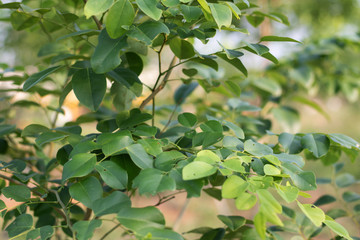 Tree Leaves for nature background and save green concept,abstract,soft and blur focus