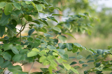 Tree Leaves for nature background and save green concept,abstract,soft and blur focus