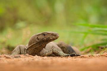 Lizard portrait in the natural environment, close up, Sri Lanka, Asia