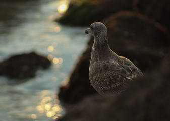 Pigeon on a Jetty in Redondo Beach, California.