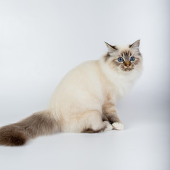 Sacred Birman Cat, birma isolated on a white background, studio photo