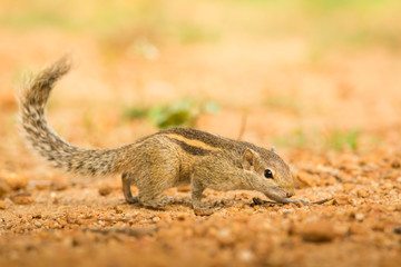 Chipmunk, natural environment, close up, wildlife, Sri lanka