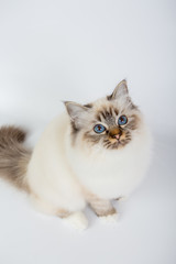Sacred Birman Cat, birma isolated on a white background, studio photo
