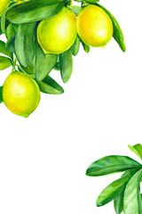 greeting card with place for text, invitation, watercolor illustration, lemons on a branch