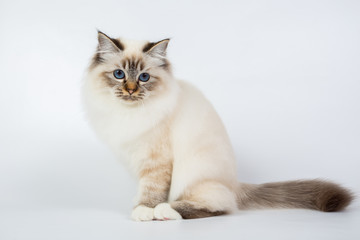 Sacred Birman Cat, birma isolated on a white background, studio photo