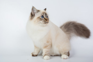 Sacred Birman Cat, birma isolated on a white background, studio photo