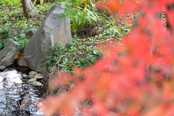 千葉県の公園で見つけた紅葉　千葉県　日本