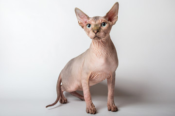 bald hairless sphinx cat isolated on a white background, studio photo