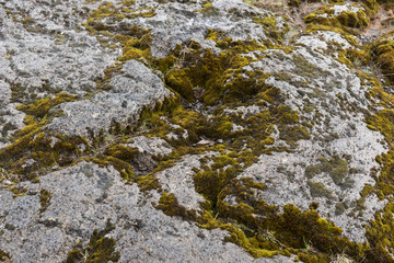 Gray stones with green moss. Texture background