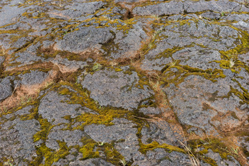 Gray stones with green moss. Texture background