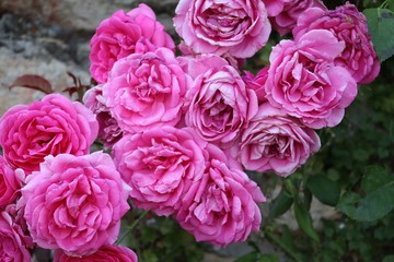 Beautiful roses on the  garden