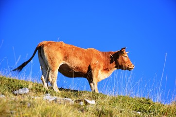 Pieria, Central Macedonia, Greece, 10/25/19. ore cow (bull) standing and grazing on a mountain on the way to Mount Olympus on a sunny day on the west side of Greece National Park.