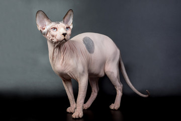 bald hairless sphinx cat isolated on a black background, studio photo