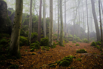Green lush bavarian forest in spring