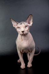 bald hairless sphinx cat isolated on a black background, studio photo