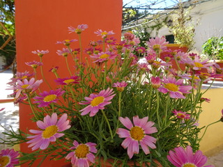 colorful background with flowers