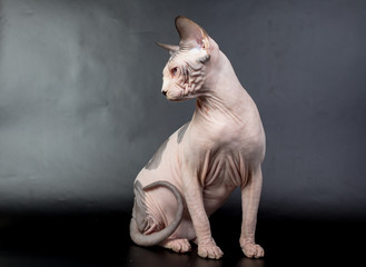 bald hairless sphinx cat isolated on a black background, studio photo