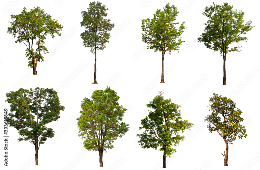 Poster collection tree with cut out background
