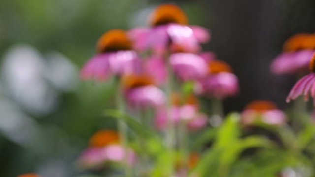 Eastern purple coneflower (Echinacea purpurea) with raindrops on the petals.