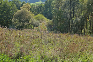 Wiese im Ellertal in Oberfranken