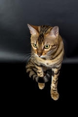 Bengal cat on a black background in the studio, isolated, bright spotted cat