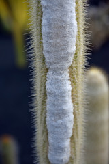 Close up of Micranthocereus Albicephalus cactus plant, native to Brazil