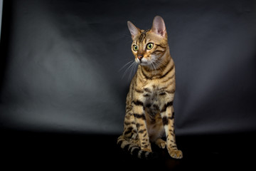 Fototapeta premium Bengal cat on a black background in the studio, isolated, bright spotted cat