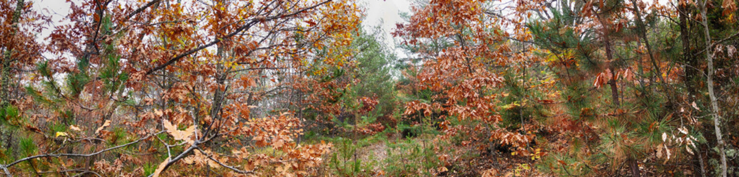 panoramic image of a trees in forest in autumn