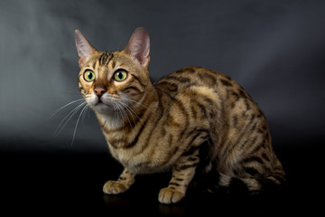 Naklejka na ściany i meble Bengal cat on a black background in the studio, isolated, bright spotted cat