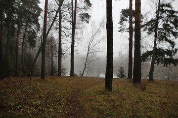 Way to the misty river in gloomy autumn forest