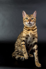 Bengal cat on a black background in the studio, isolated, bright spotted cat