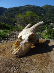 goat skull on tree stump