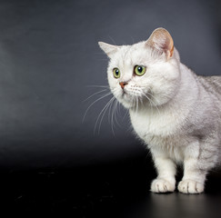 Fototapeta na wymiar British white cat isolated on a black background, studio photo