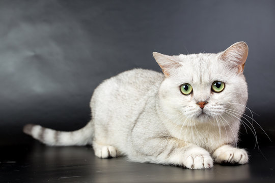 British white cat isolated on a black background, studio photo