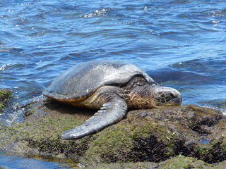 Sonnenbaden auf dem Fels