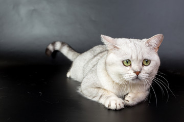 British white cat isolated on a black background, studio photo