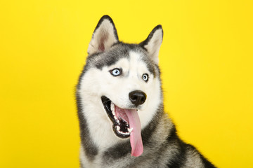 Husky dog on yellow background