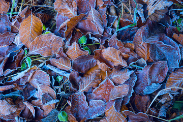 frozen autumn leafage