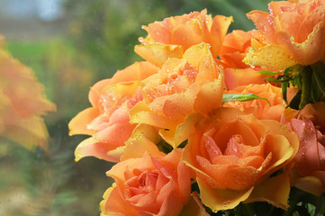 Orange English Roses
