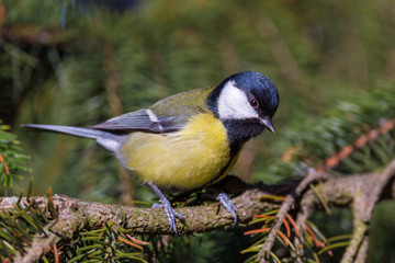 Great tit extreme closeup looking into the camera from a fir tree branch