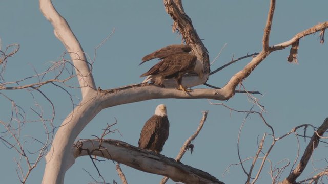 Mating Pair of Bald Eagles on a Branch