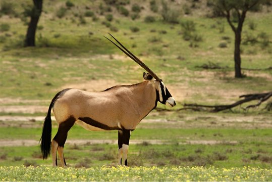Gemsbok (Oryx gazela) staying in the green grass on the Kalahari desert.