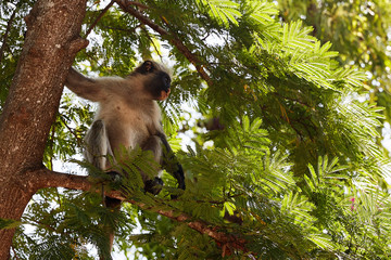 Colobus monkey sitting on the branch