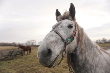 horse in the meadow in autumn